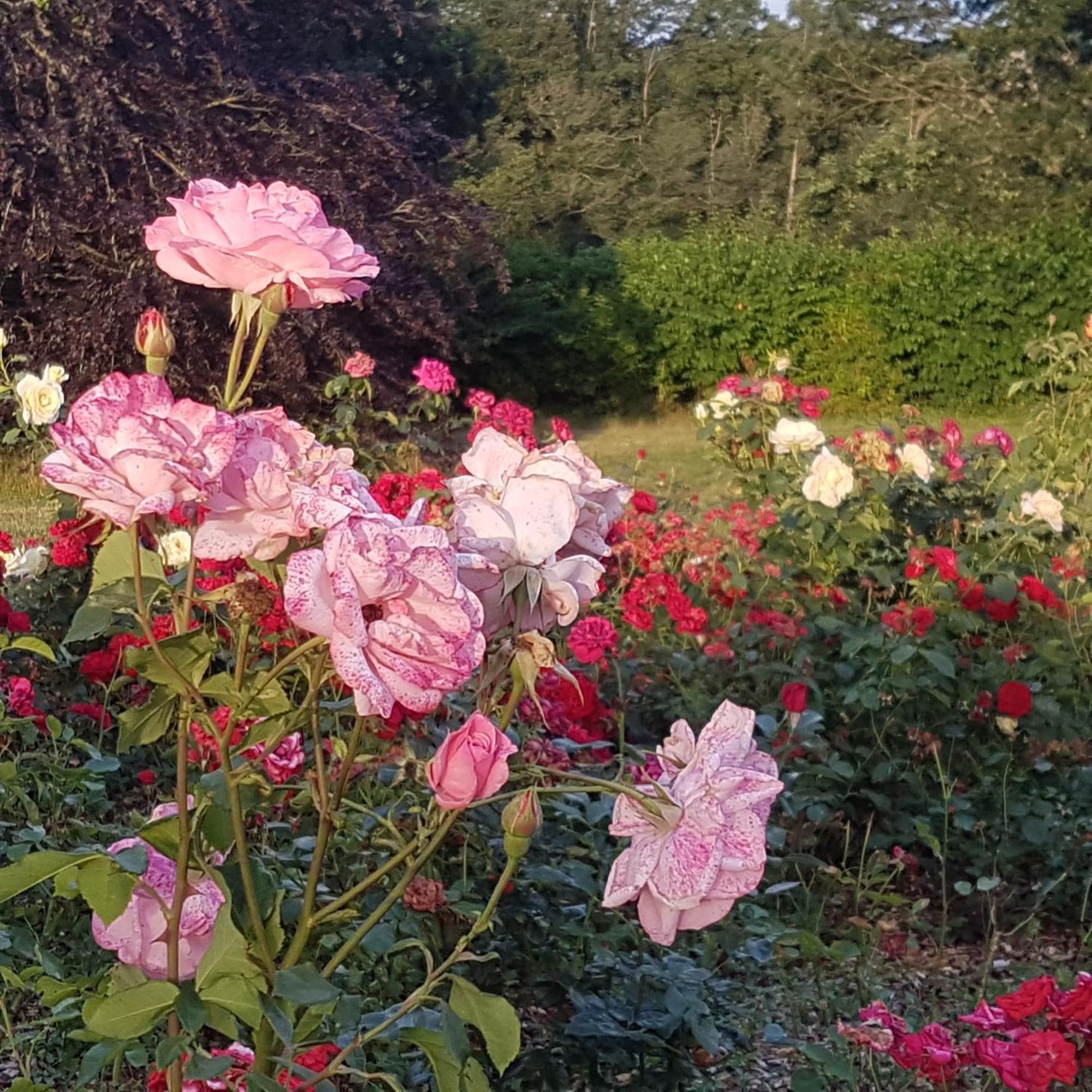 Domaine De La Chesnaie Bed & Breakfast Жослен Екстериор снимка